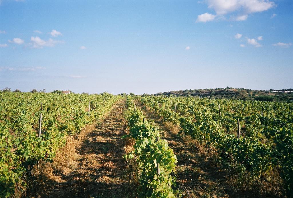 Bild: Im Weingarten der Quinta da Ana Velha