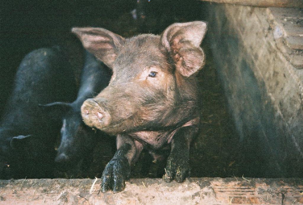 Foto: Bio-Schwein