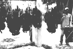 Die Stauden werden an Schlingen aufgehangen und die "Hände" abgeschnitten Bild: hängende Stauden