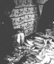 Die Bananen werden "gelabelt" Bild: Bekleben mit Labels